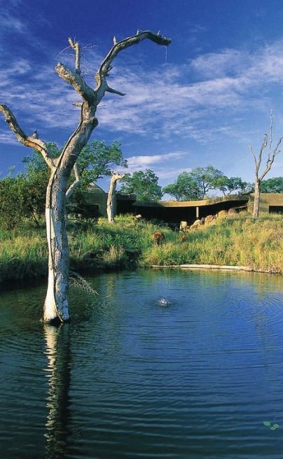 Sabi Sabi Earth Lodge SA wildlife