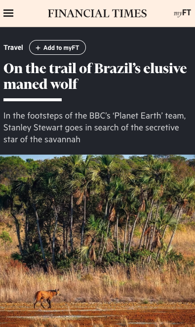On the trail of Brazil's elusive maned wolf