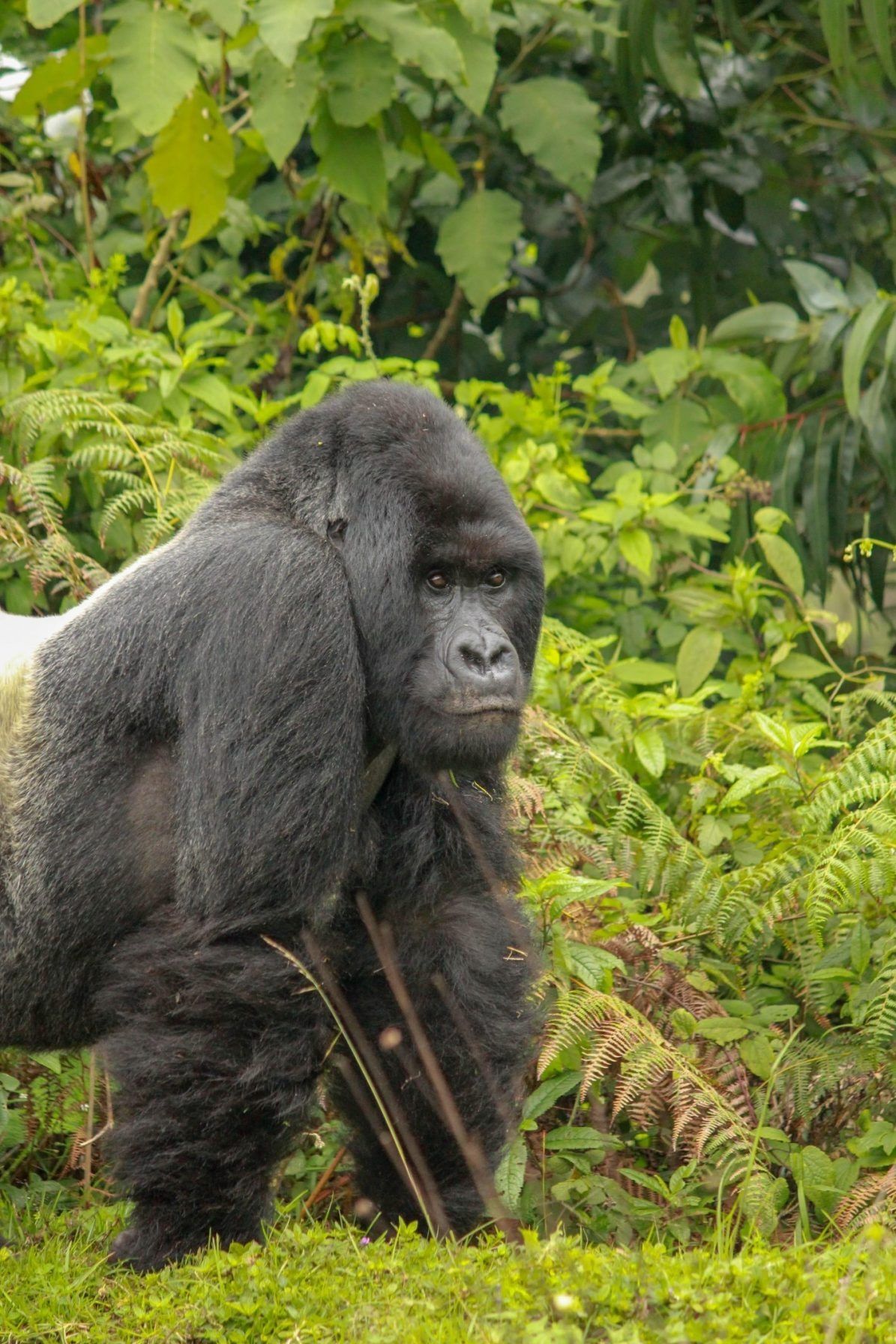 Singita rwanda silverback gorilla
