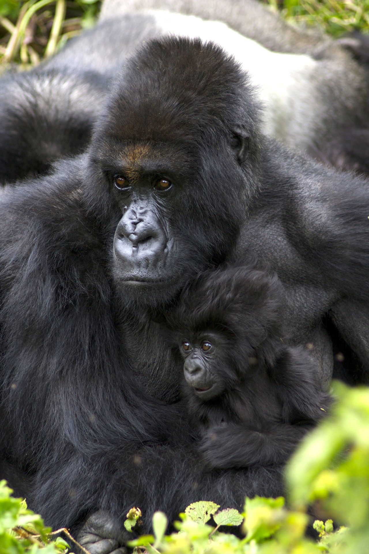 Gorilla Trekking Rwanda 4