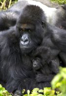 Gorilla Trekking Rwanda 4