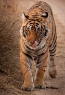 Kartik iyer ranthambore tiger unsplash