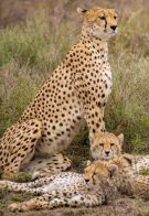 Nomand serengeti