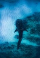 Sal salis whale shark from above
