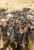 Sutirta budiman wildebeest migration unsplash