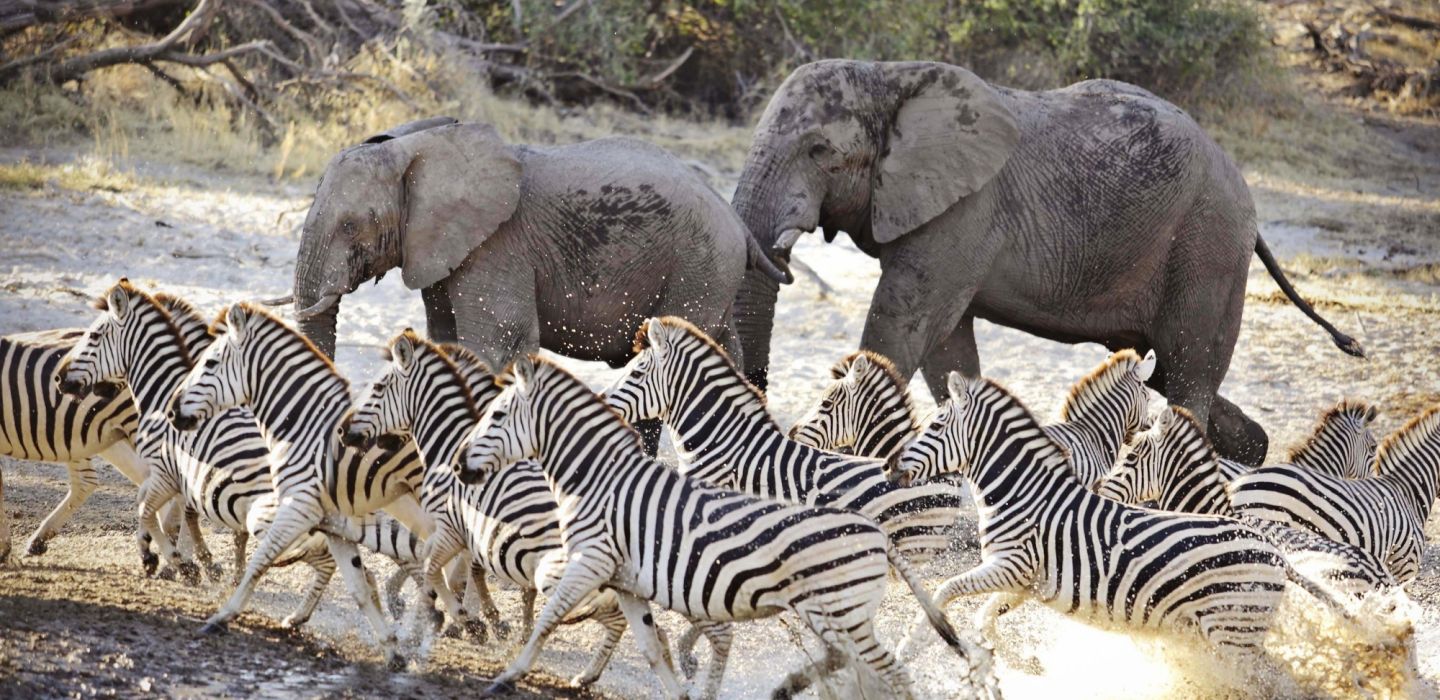 17meno a kwena zebra elephants