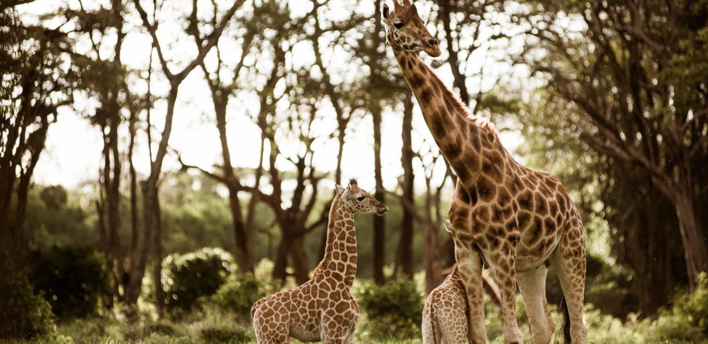 AFEW Giraffe Centre