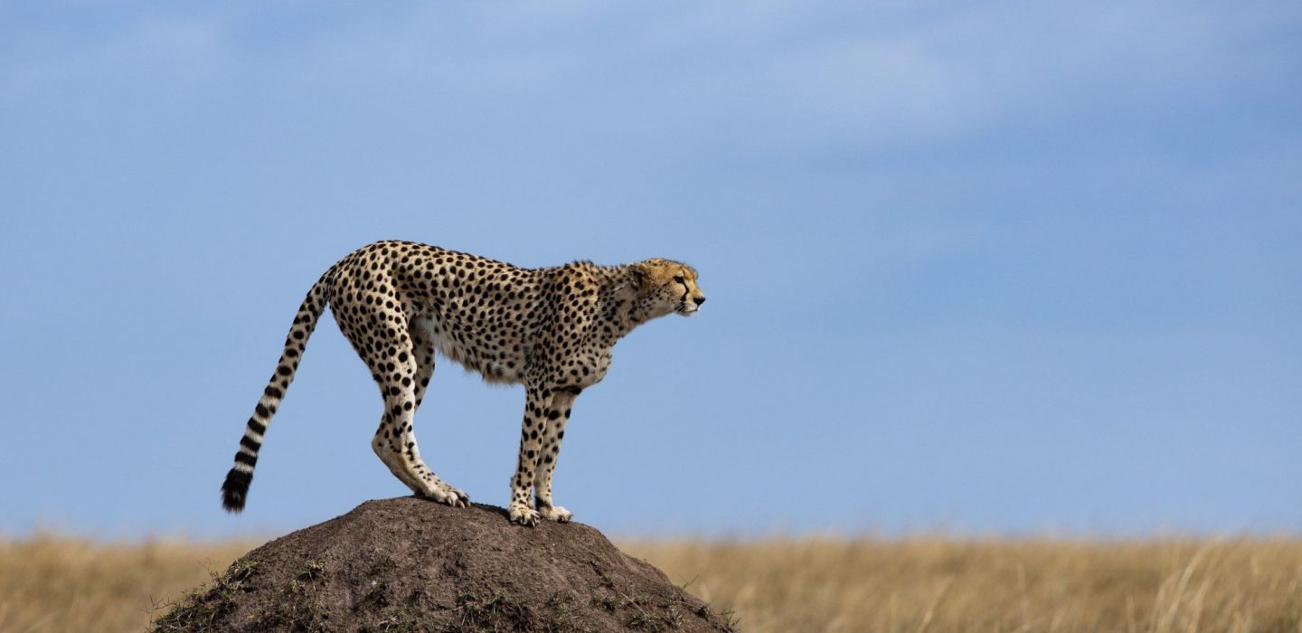 Angama Mara cheetah