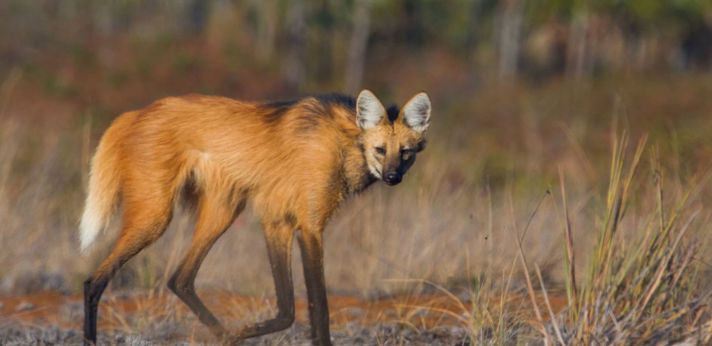 Cerrado Pousada Trijancou Brazil Maned Wolf