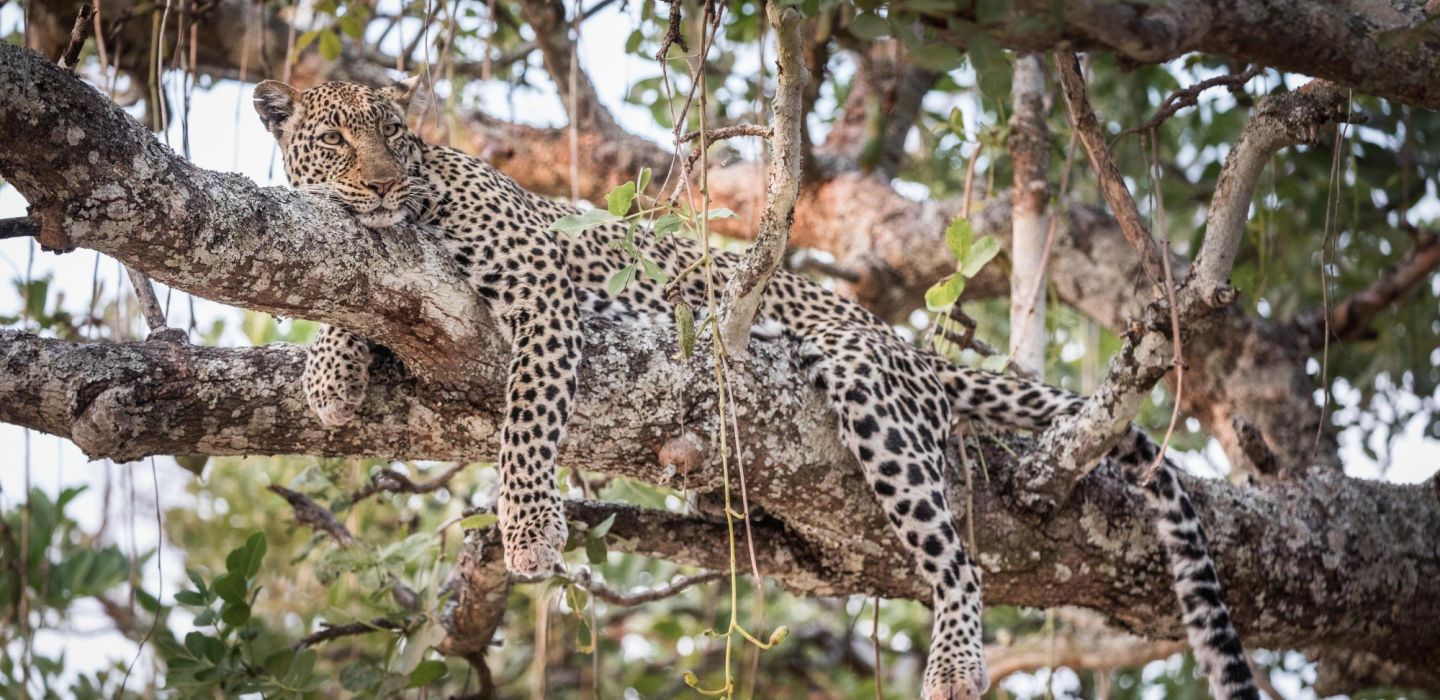 Chada Katavi leopard