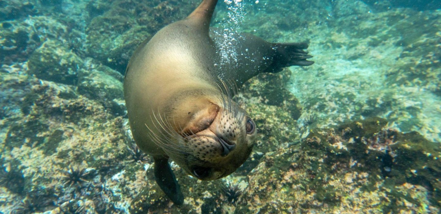 Ecoventura Galapagos 3
