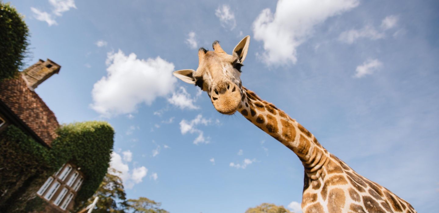 Giraffe manor kenya nairobi 1