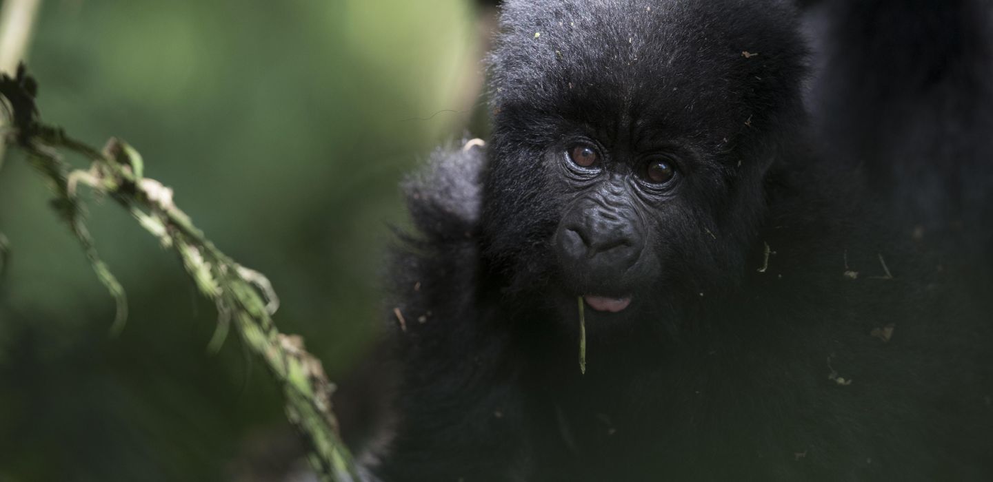 Gorilla bwindi lodge