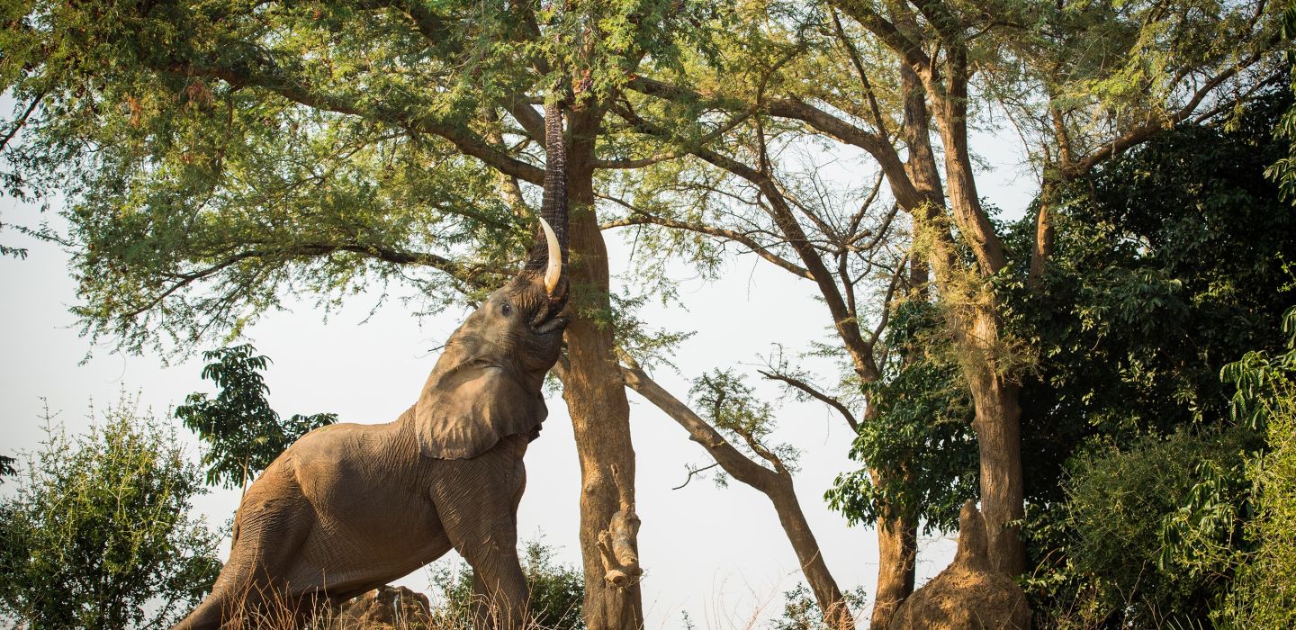 Great Plains Zimbabwe Tembo Plains 44