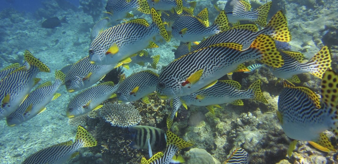 Haggerstone Island GBR Australia 8
