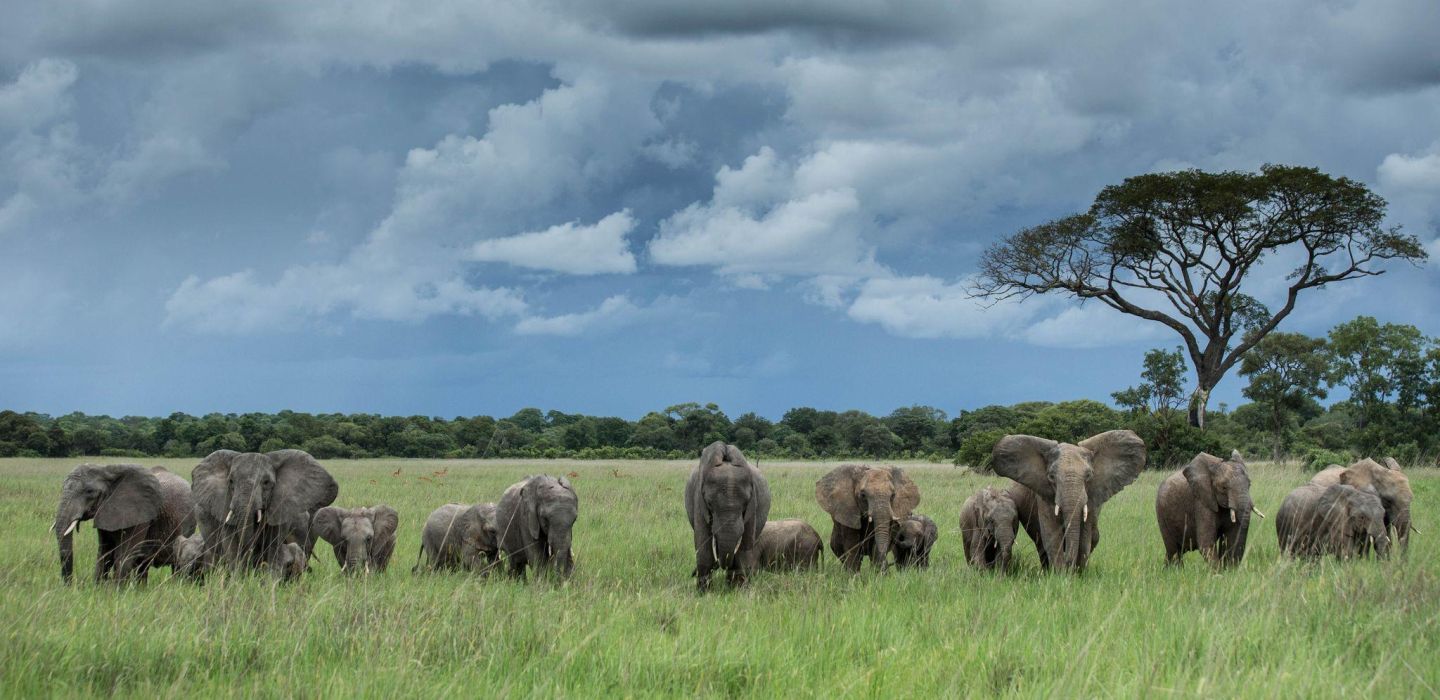 Ila Kafue Elephant and Landscape