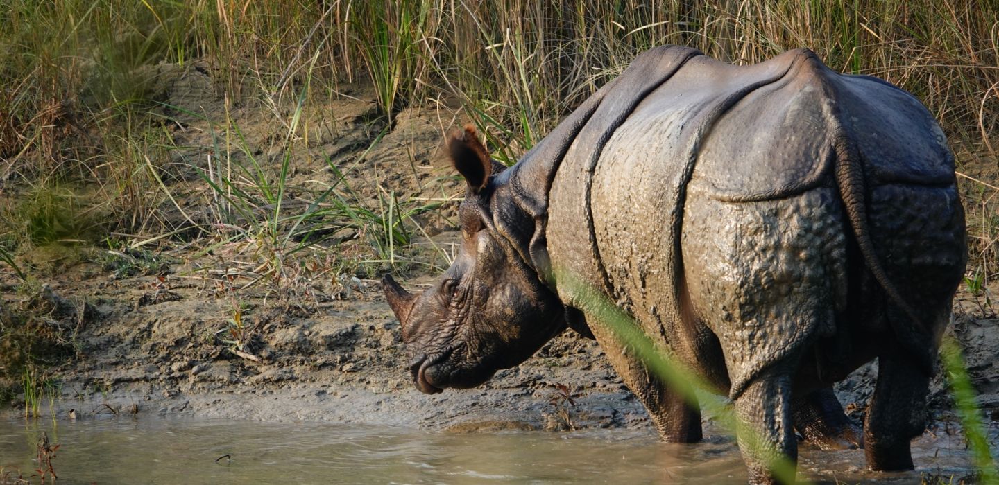 James W chitwan rhhino flip