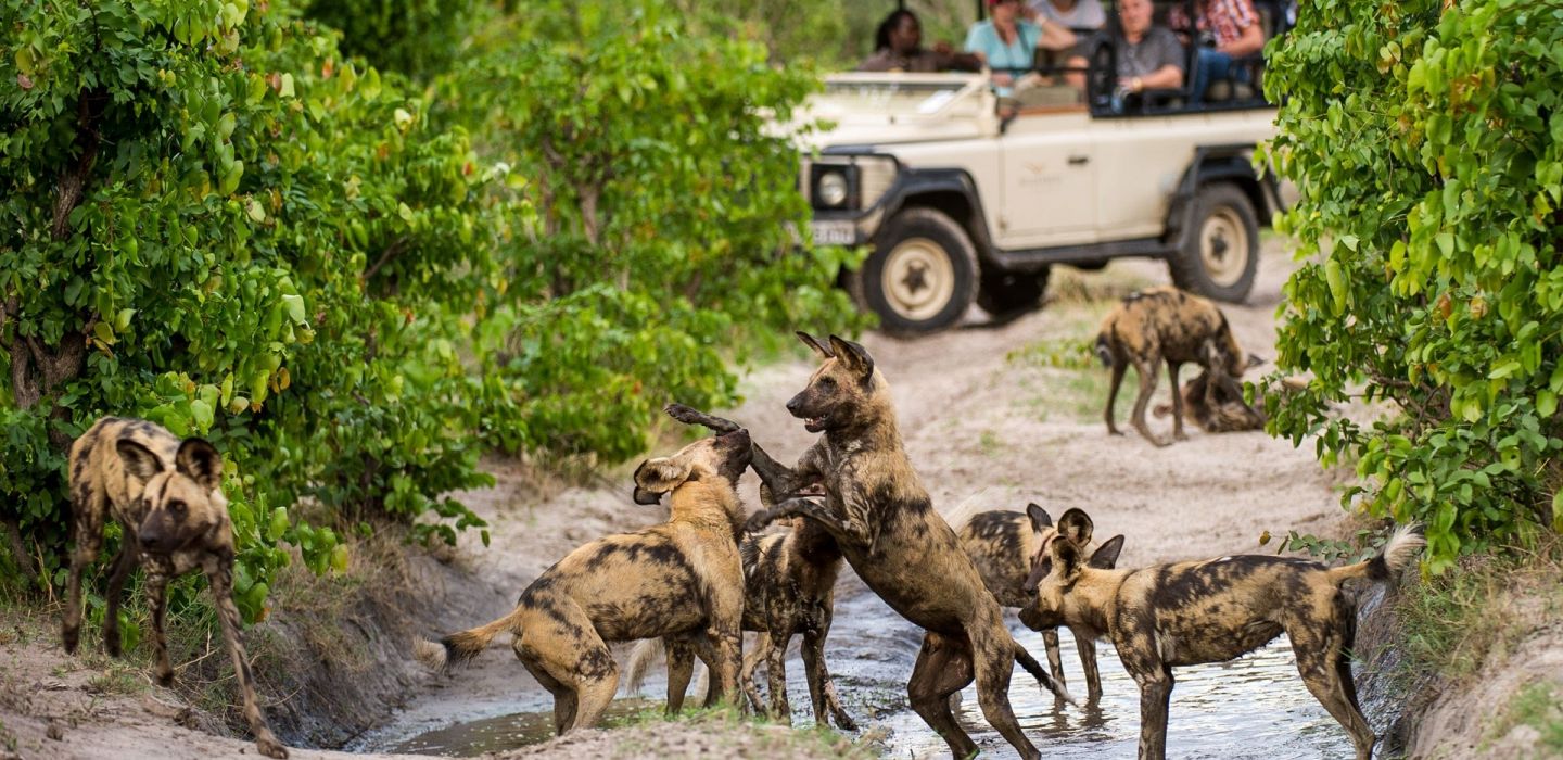 Linyanti wild dogs
