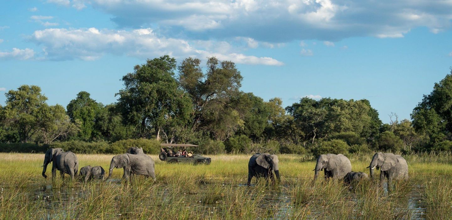 Little Vumbura game drive elephants