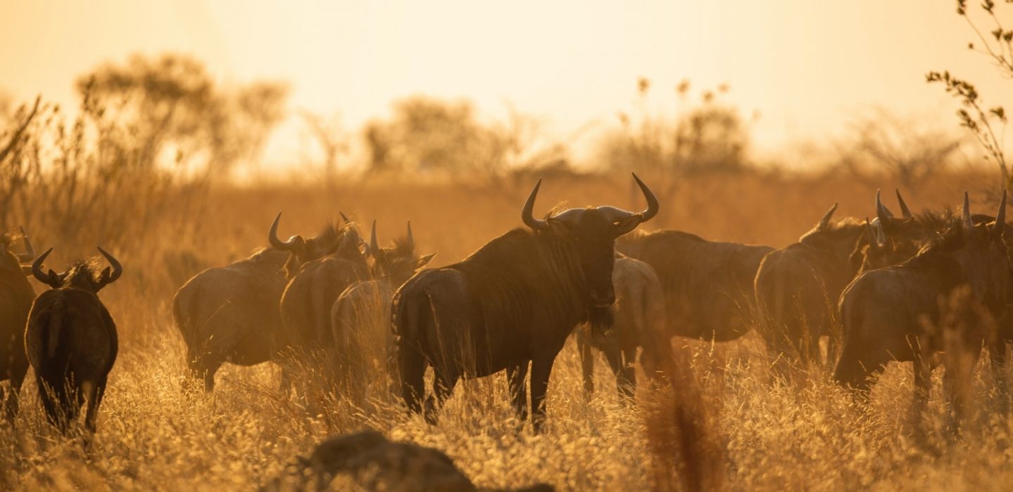 Maasai Mara wildebeest 2