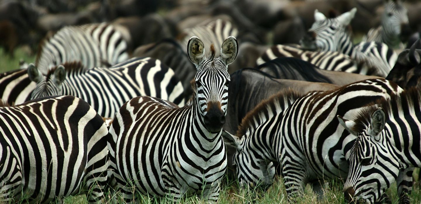 Migrational Camp legendary zebra