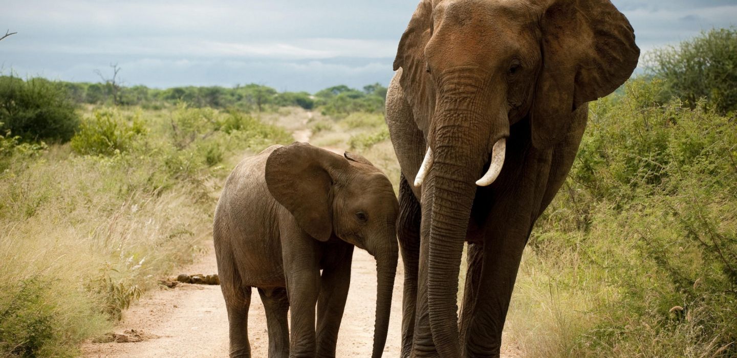 Morukuru River House Elephants