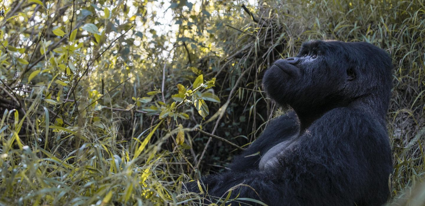 Mount Gahinga Lodge Uganda8