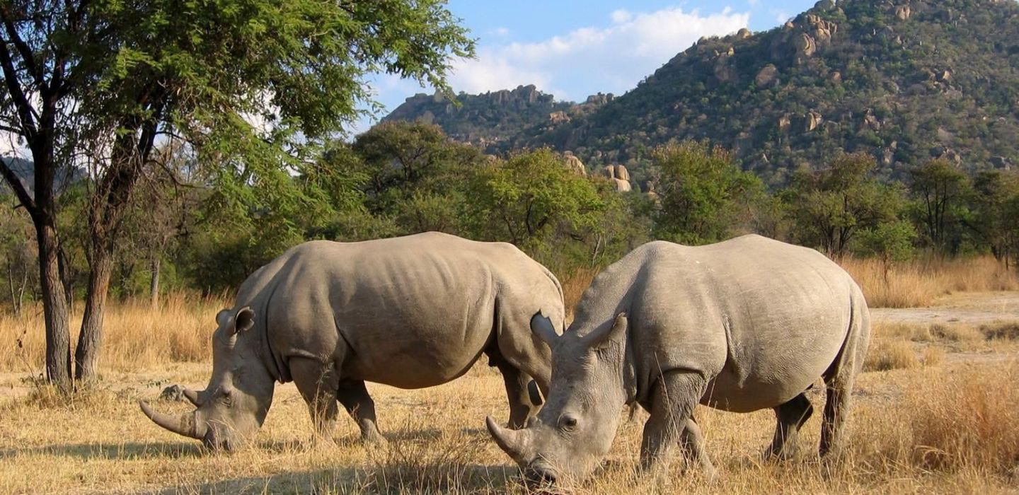 Rhino-Tracking matobo