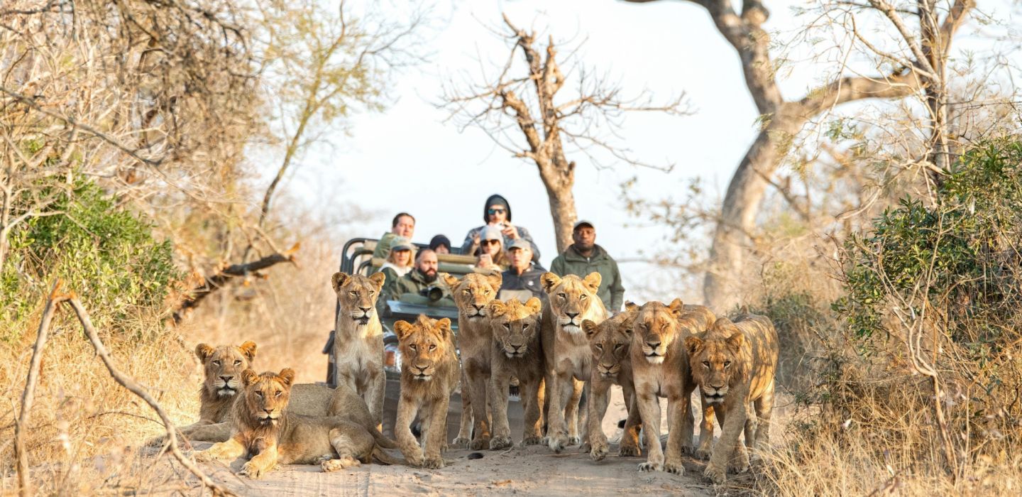 Royal Malewane Game Drive