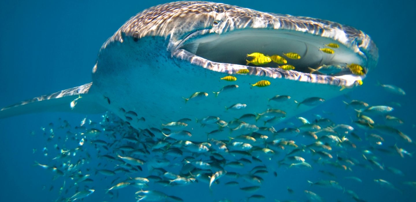 Sal Salis Ningaloo Reef Australia 18