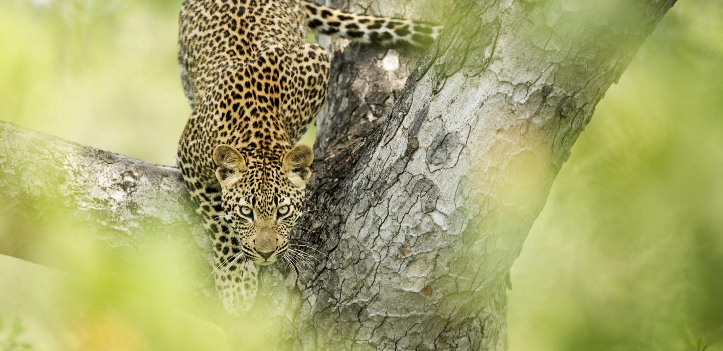 Singita Boulders Lodge leopard
