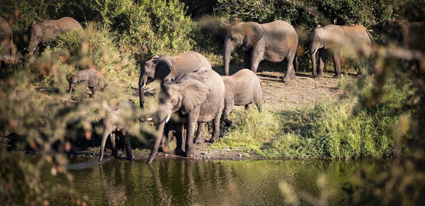 Singita Lebombo elephants