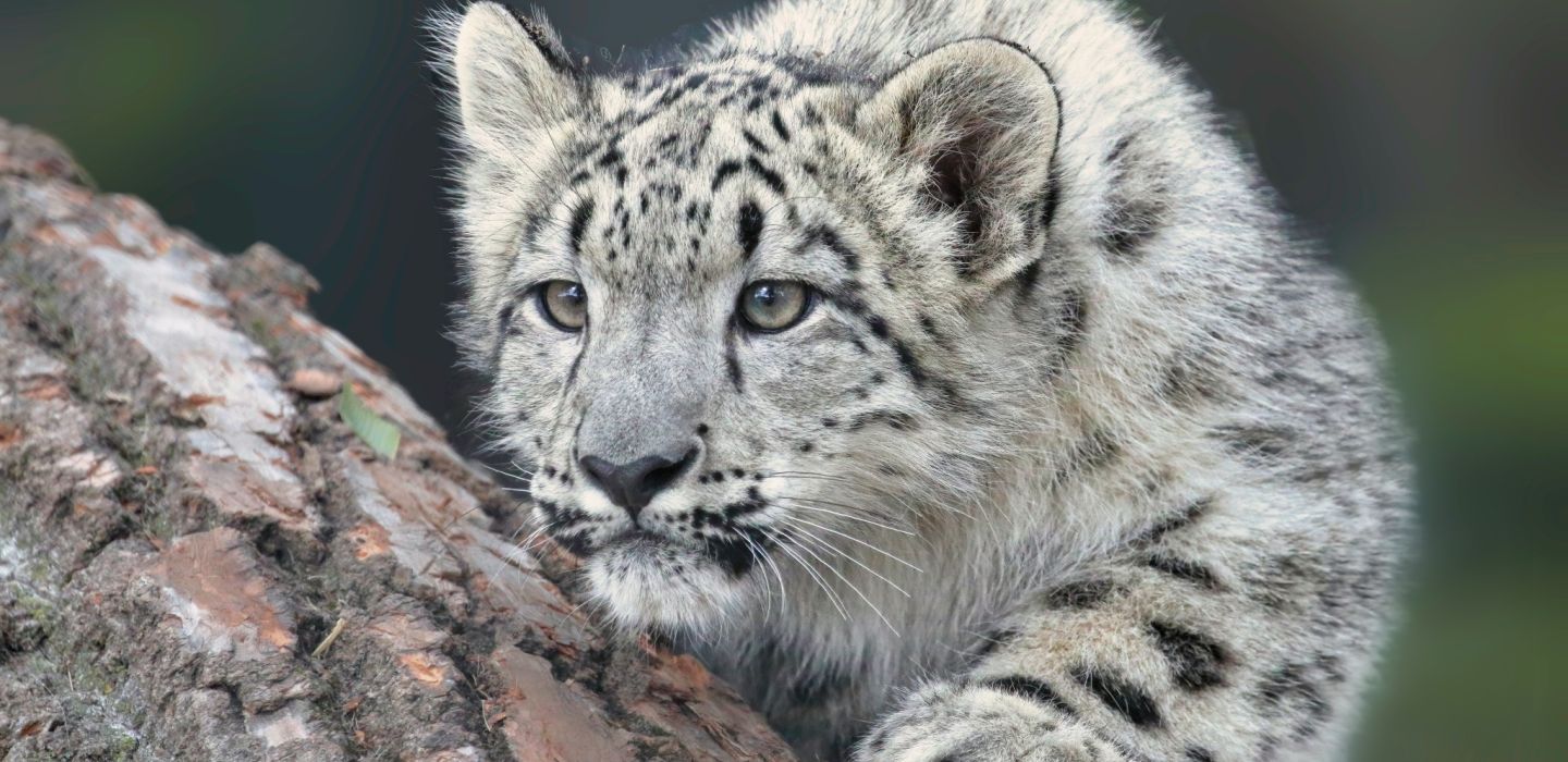 Snow leopard 2