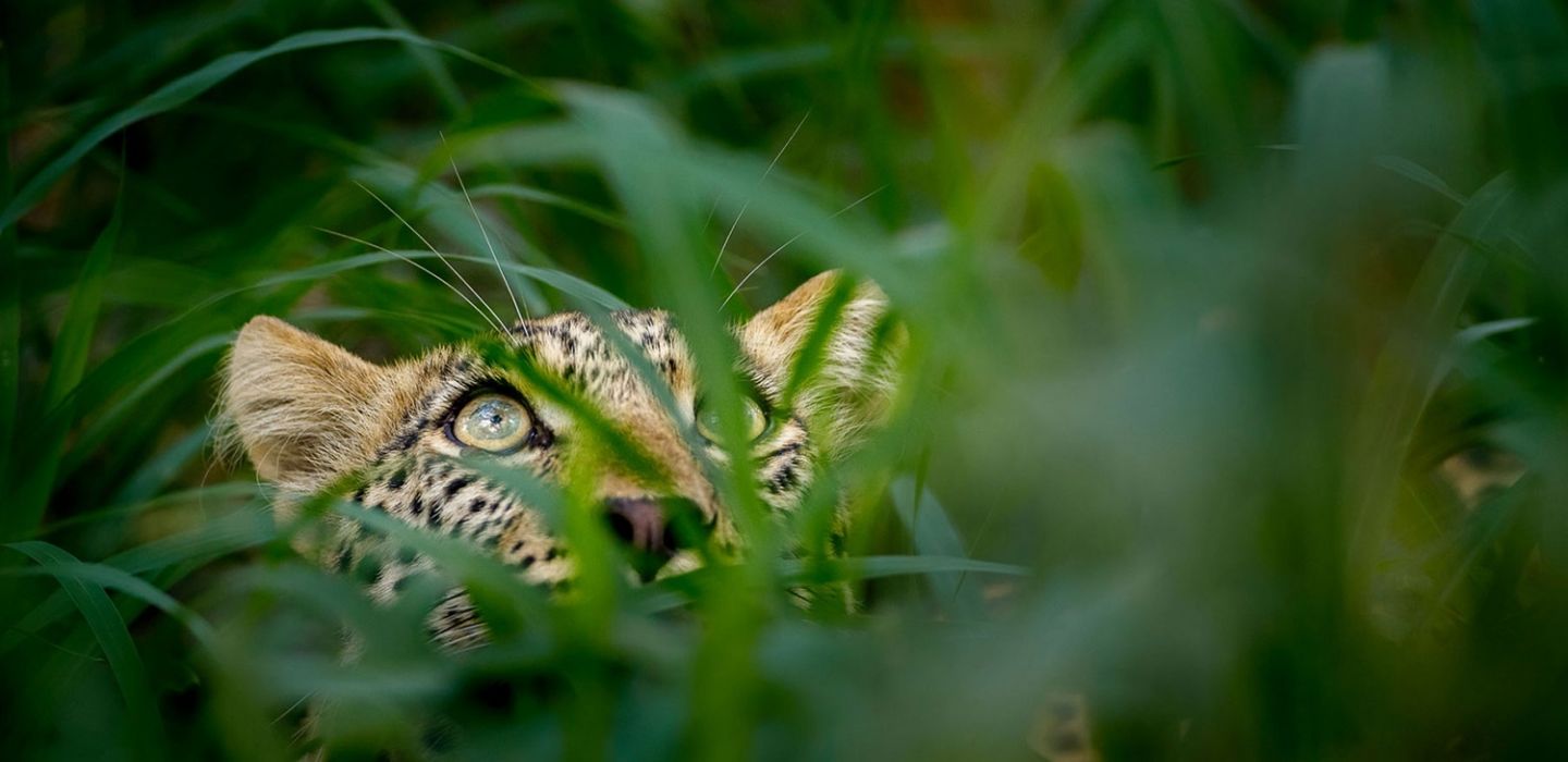 Tanda Tula Wildlife Leopard in the bush