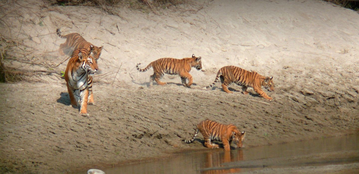 Tigertops tigers chitwan HERO