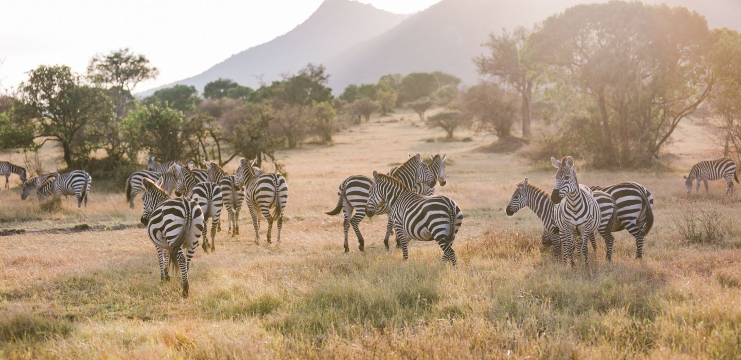 Cottars 1920s zebra