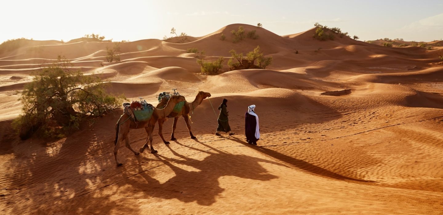 Fabien bazanegue d A saharah camel unsplash