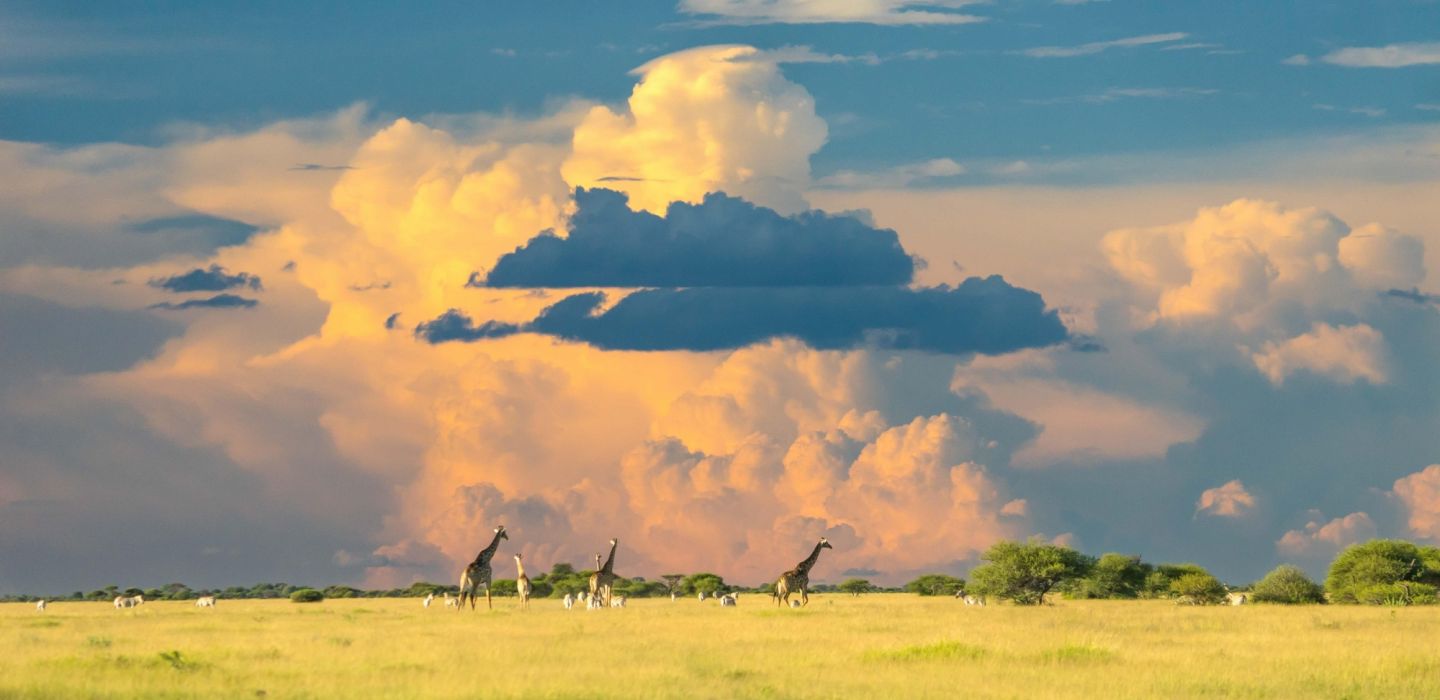 Hans jurgen mager botswana giraffe unsplash