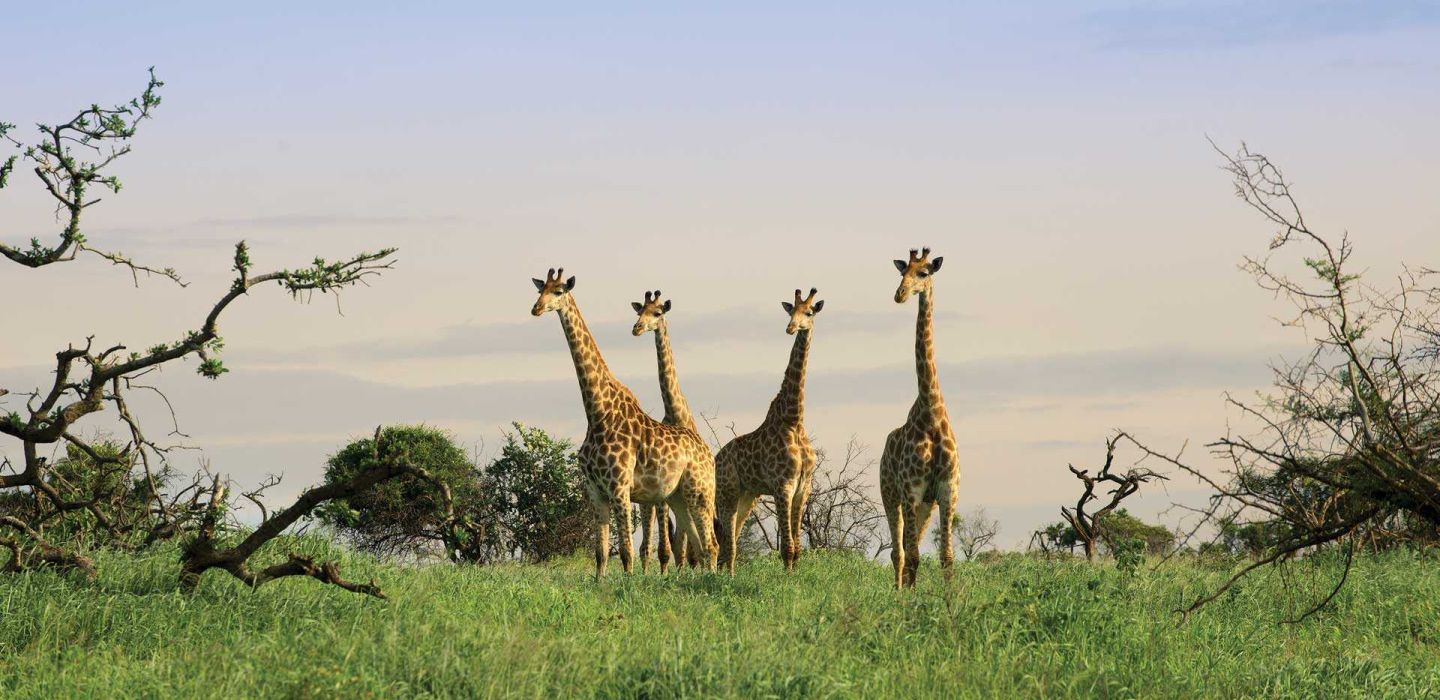 Journey of giraffe at phinda reserve in south africa