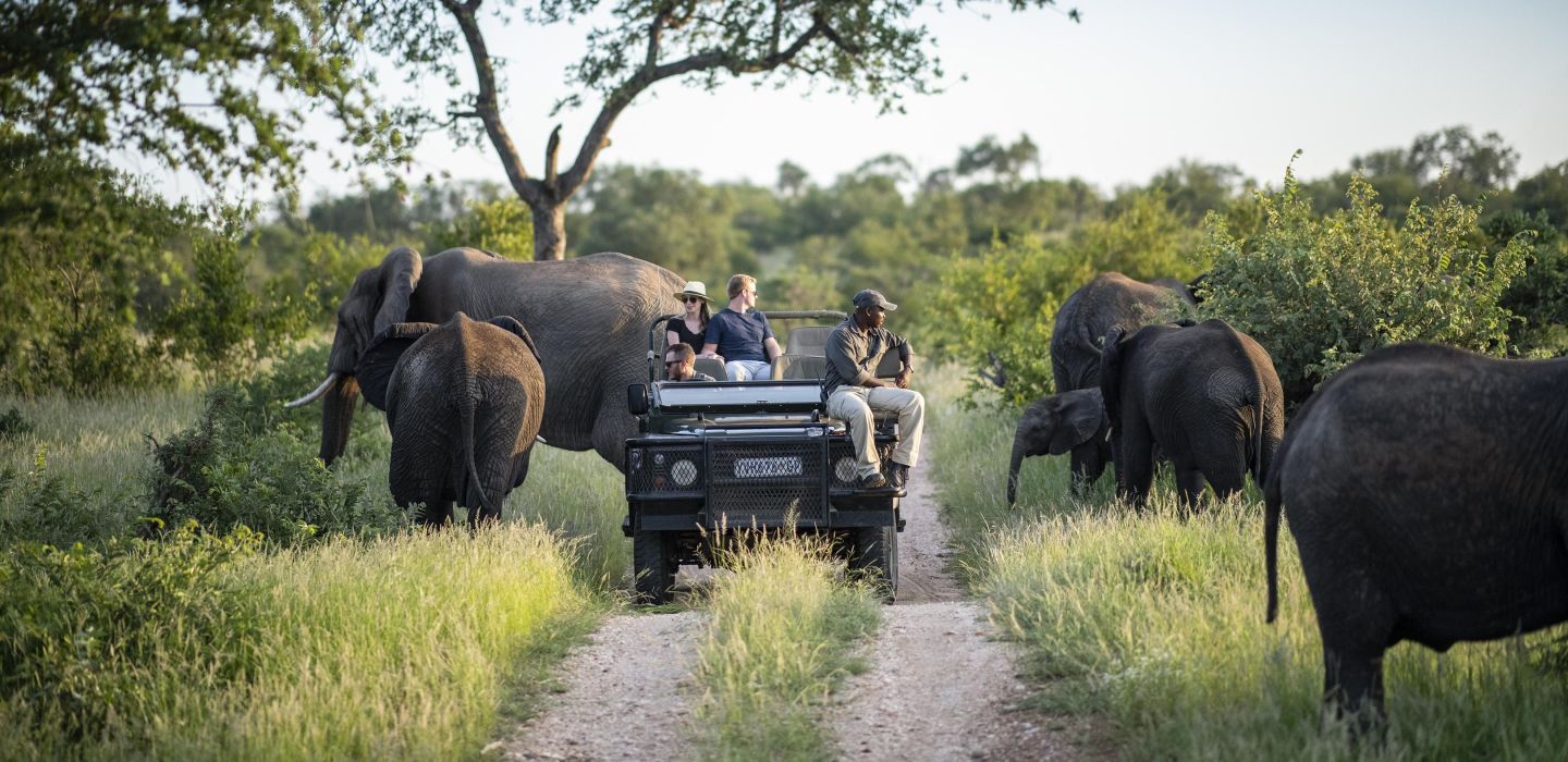 simbavati_timbavati-elephants