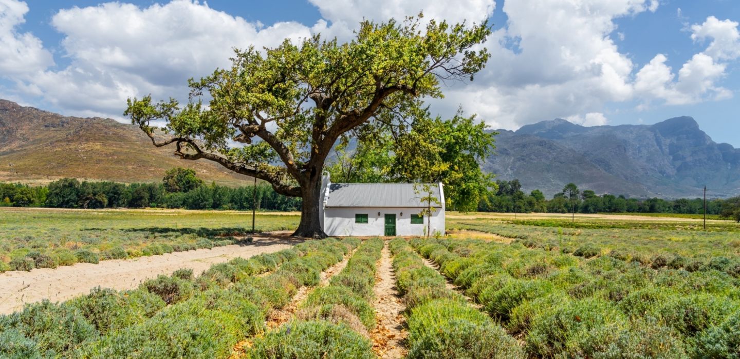 Tiaan van zyl winelands unsplash