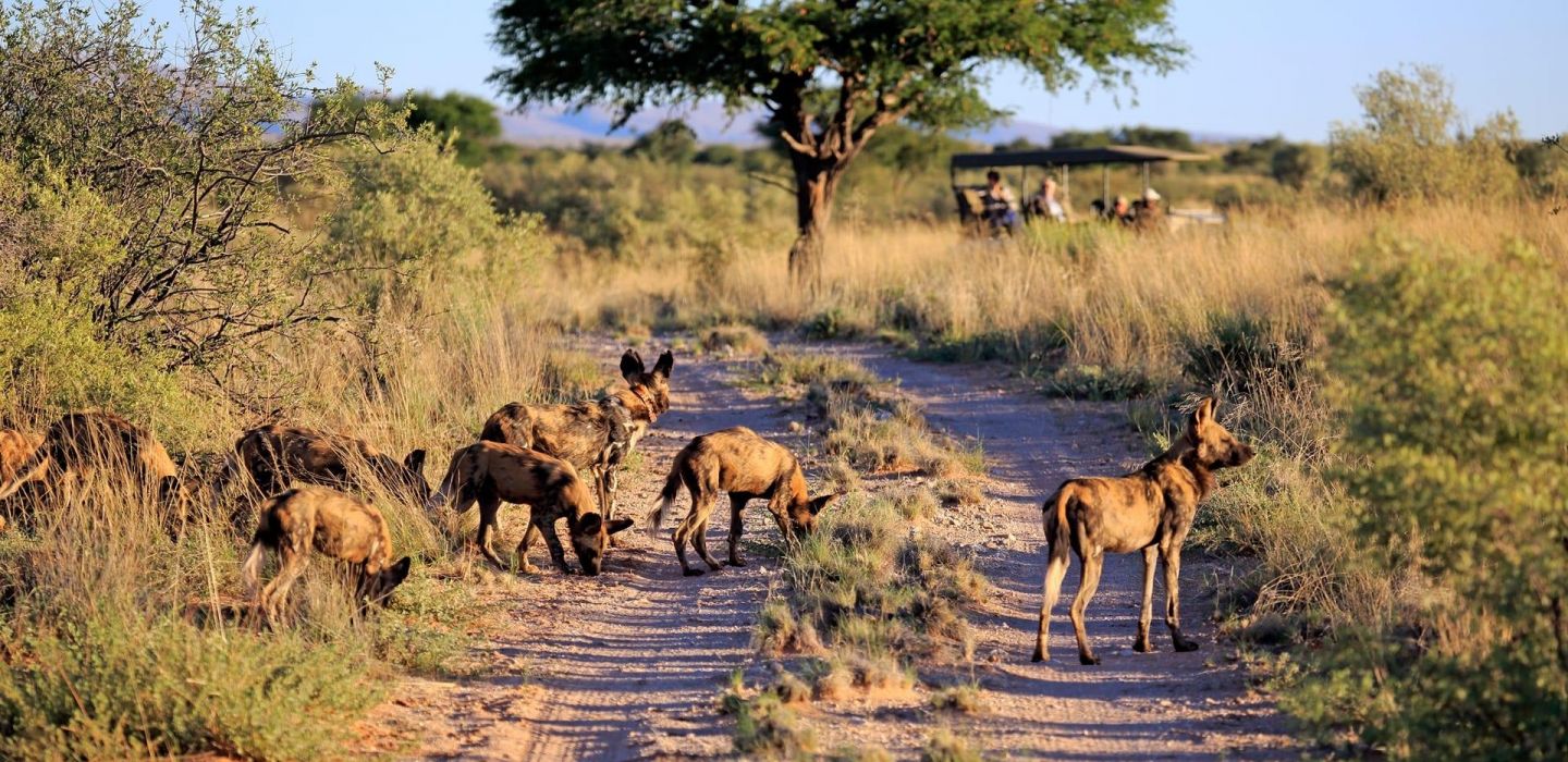 Tswalu wild dog