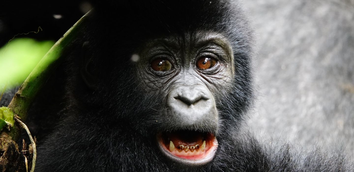Uganda gorillas niarra travel rebecca