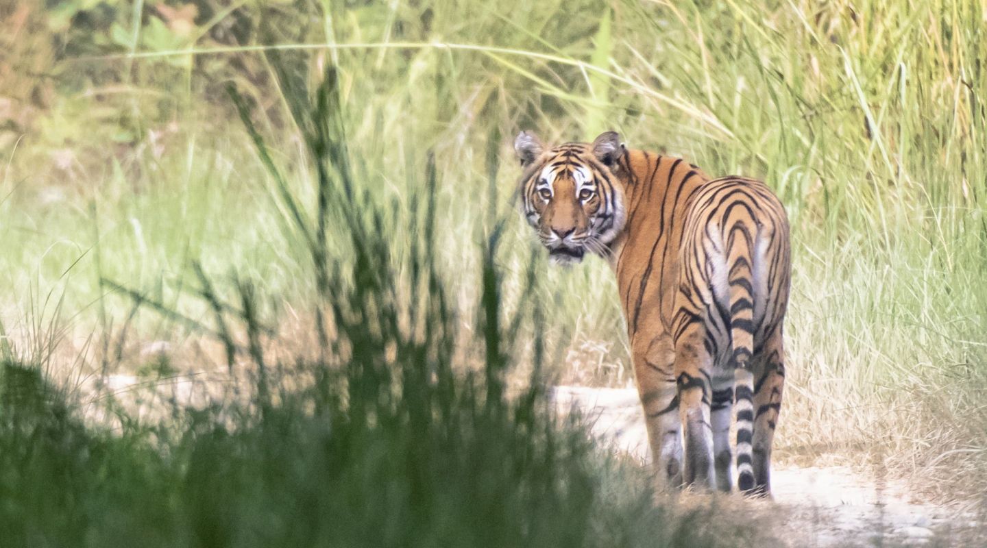 Bardia National Park Tiger Tops Karnali Nepal 3