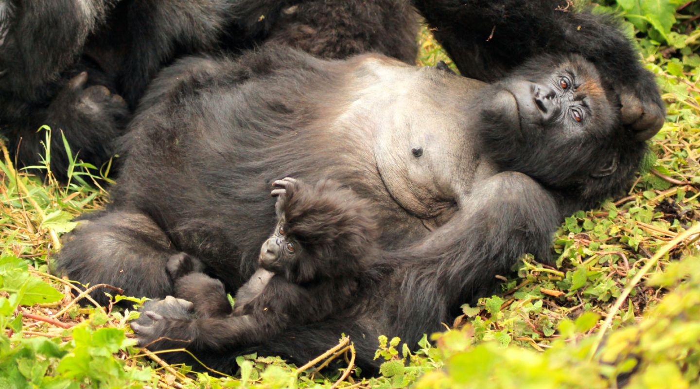 Gorilla Trekking Rwanda 3
