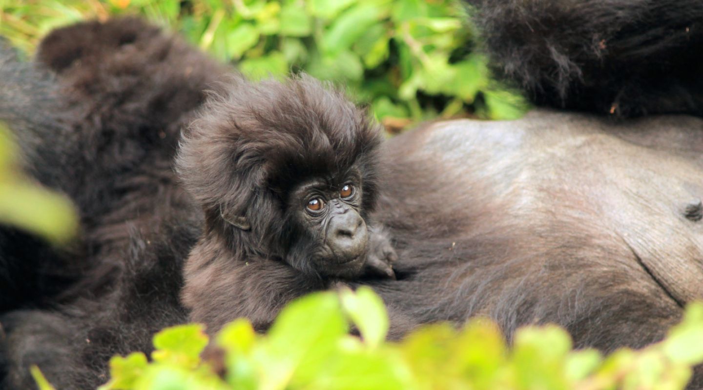 Gorilla Trekking Rwanda 6