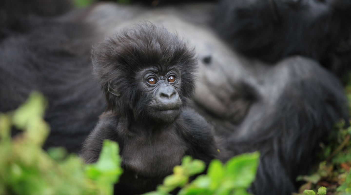Gorilla Trekking Rwanda 7