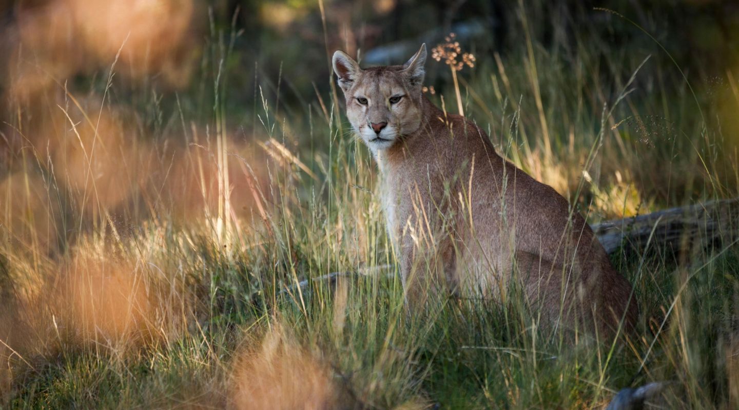 Awasi Patagonia Torres del Paine puma