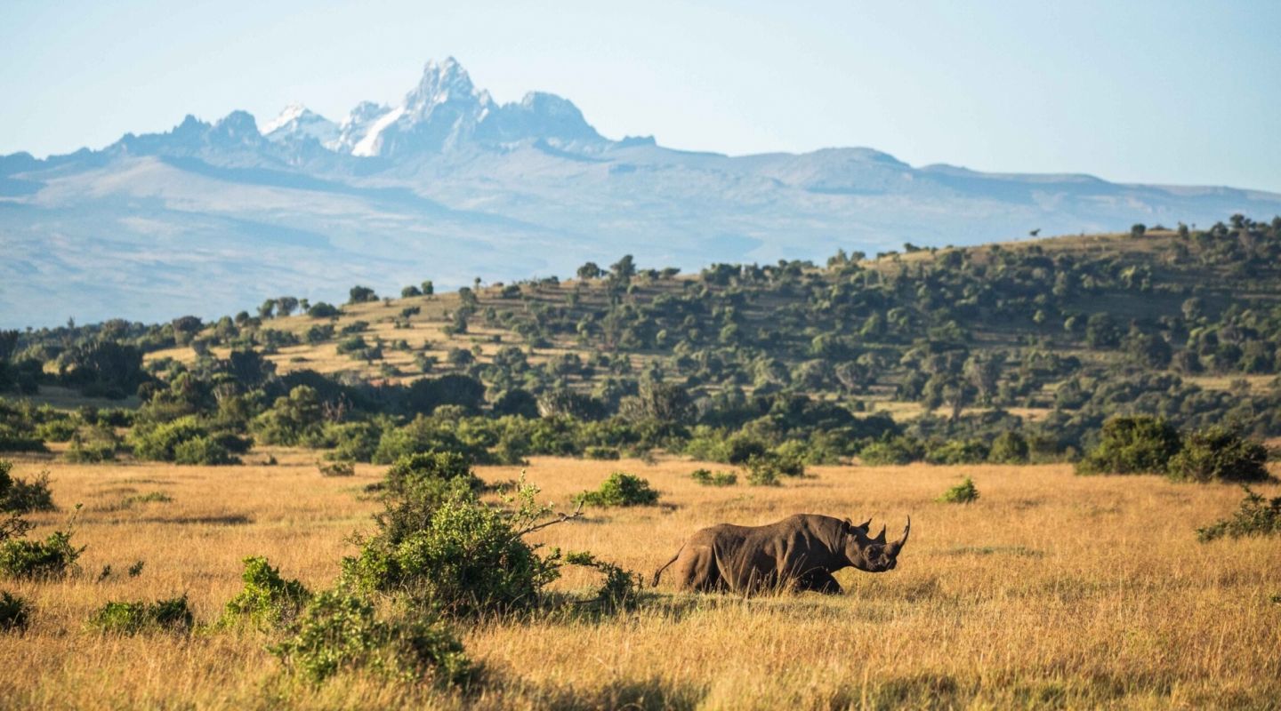 Borana rhino landscape