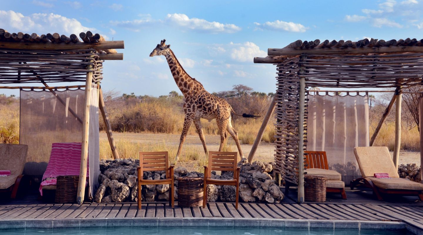 Niarra Travel The Great Wildebeest Migration FAQ